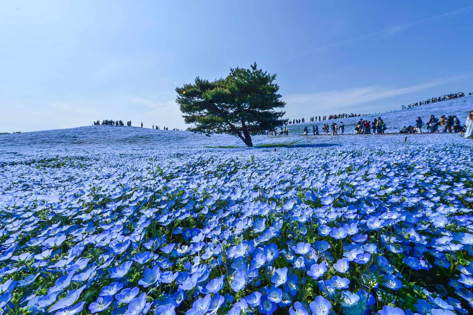 国営ひたち海浜公園のネモフィラ